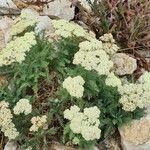 Achillea crithmifolia Агульны выгляд