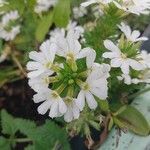 Scaevola plumieri Flower