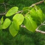 Syringa reticulata Leaf