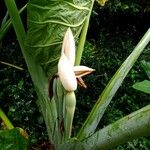 Colocasia gigantea Habitus