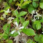 Rubus hispidus Floare