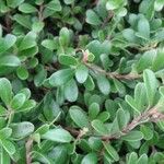 Arctostaphylos uva-ursi Lehti