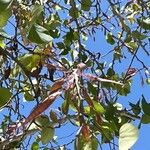 Cercis griffithii Fruit