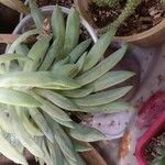 Dudleya edulis Yaprak