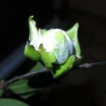 Diospyros bipindensis Fruto