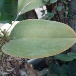 Pleurothallis restrepioides Yaprak