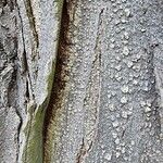 Gleditsia sinensis Bark