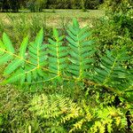 Osmunda regalis পাতা