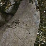 Fagus orientalis 树皮
