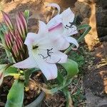 Crinum macowanii Cvet
