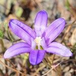 Brodiaea terrestris 花
