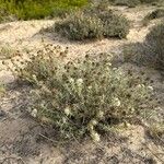 Teucrium dunense Hábito