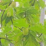 Artocarpus altilis Fruct