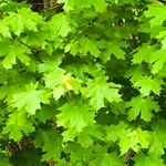 Acer platanoidesList