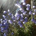 Campanula cochleariifolia Flor