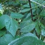 Hylodesmum repandum 葉