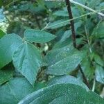 Hylodesmum repandum Leaf