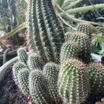 Echinopsis huascha Hoja
