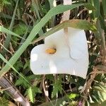 Zantedeschia aethiopicaപുഷ്പം