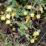 Potentilla crantzii 整株植物