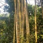 Dendrocalamus giganteus Escorça