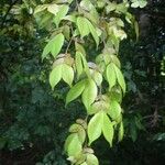 Cynometra mannii Blatt