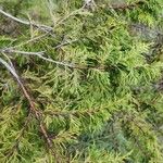 Juniperus procera Φύλλο