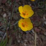 Eschscholzia ramosa Flower