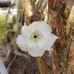 Pachypodium saundersii花