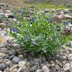 Mertensia ciliata Цветок