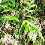 Tacca leontopetaloides Leaf