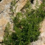 Asplenium fissum Yeri