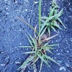 Digitaria sanguinalis 葉