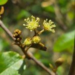 Croton dichogamus Flower