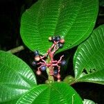 Tococa guianensis Other