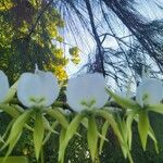 Angraecum eburneum Flower