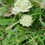 Astrantia majorBlodyn