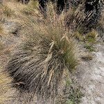 Paramochloa effusa Tervik taim