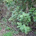 Plectranthus barbatus Habit