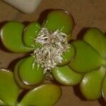 Crassula ovata অন্যান্য