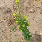 Erysimum cheiranthoides Habit