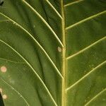 Pentagonia wendlandii Hoja