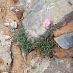 Convolvulus oleifolius Habit