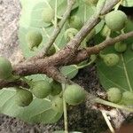 Ficus ingens Fruto