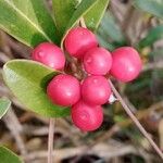 Skimmia japonica Gyümölcs