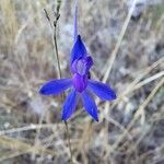 Delphinium consolidaFloare