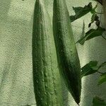 Luffa cylindrica Fruit