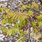 Rosa omeiensis Листок