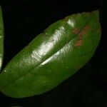 Licania ovalifolia