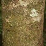 Licania densiflora Bark